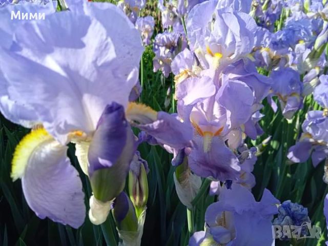 Ирис ,Перуника , снимка 9 - Градински цветя и растения - 45241298