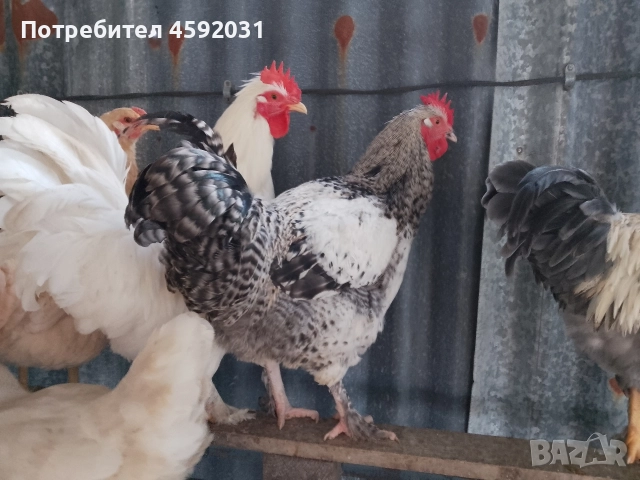 Петлета, снимка 4 - Кокошки и пуйки - 52930601