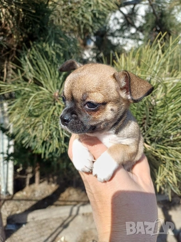 Чистокръвни чихуахуа , снимка 12 - Чихуахуа - 53837651