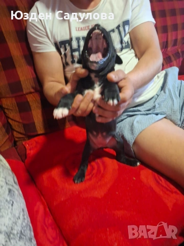 Питбул бебета, снимка 9 - Питбул - 54087165