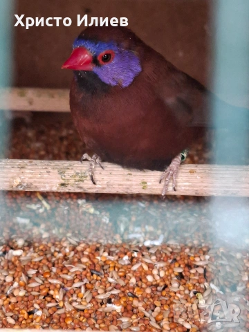 Пурпурен гренадир