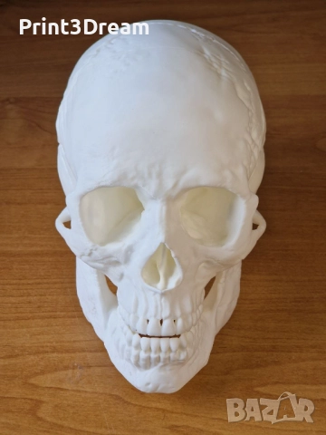 Анатомични 3D модели с реални размери - череп и бедрена кост, снимка 3 - Медицински, стоматологични - 51483843