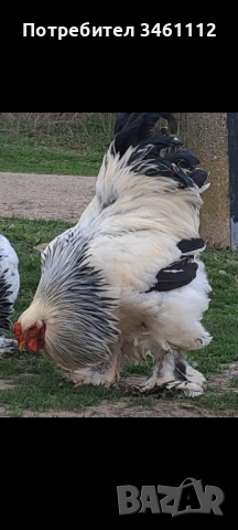 Петли брама