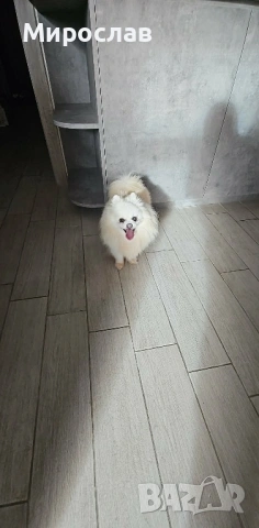 Мини Померан