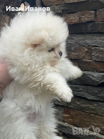 Померанче Женско , снимка 3 - Померан - 53356231