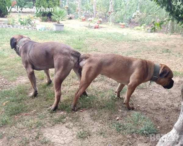 Италиянски мастиф-Кане корсо(Cane corso), снимка 11 - Кане корсо - 48663694