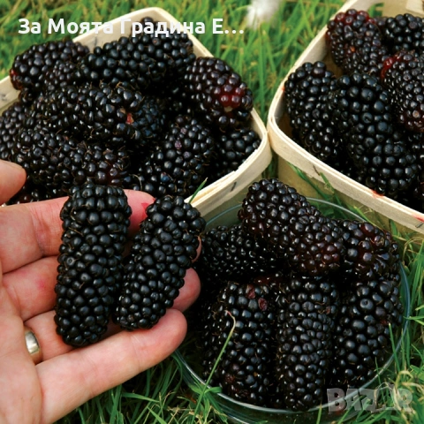 Гигантска Къпина, без бодли! 