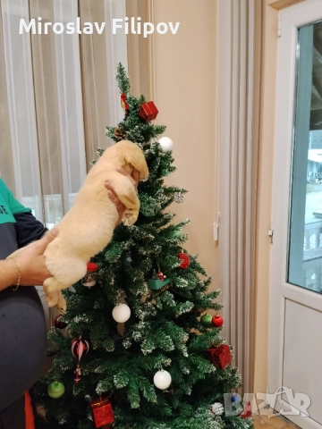 Лабрадор 3-мъжки 2-женски , снимка 6 - Лабрадор ретривър - 52869132