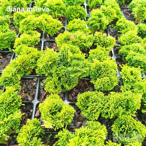 Лъжекипарис Обтуса Нана Грацилис, Chamaecyparis obtusa Nana Gracilis, снимка 11 - Градински цветя и растения - 39436981