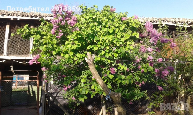 Селска къща село Баячево, снимка 6 - Къщи - 54242247