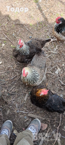 Продавам си кокошките, снимка 3 - Кокошки и пуйки - 54182536