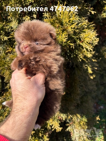 Померан мъжко, снимка 3 - Померан - 53637411