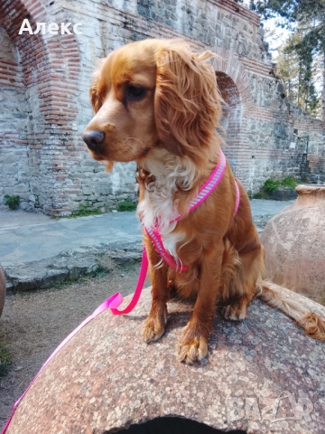 Raya- Cocker spaniel 