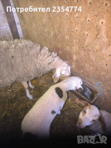 овце с агнета, снимка 3 - Овце - 53711725
