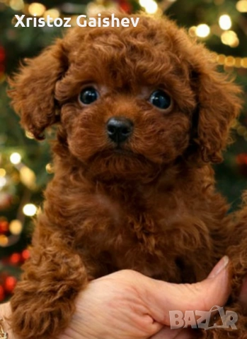  Азиатско момче Тийкъп , снимка 2 - Пудели - 53002938