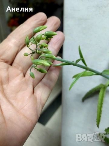 Лечебно цъфтящо каланхое, снимка 5 - Стайни растения - 53215069