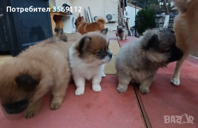 Продавам , снимка 3 - Померан - 52877530