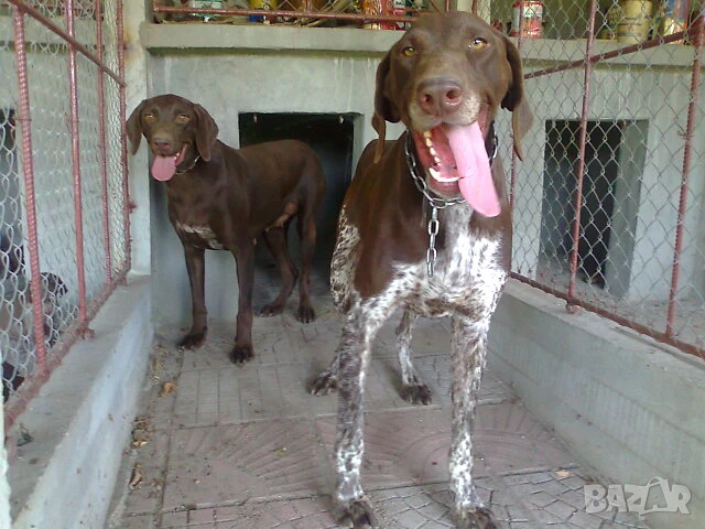 Елитни курцхаари на 6 и 7 месеца , снимка 5 - Курцхаар - 50896423