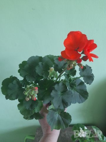 Комплект Мушката , снимка 6 - Градински цветя и растения - 45836098