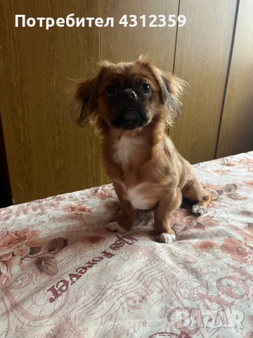 Продавам чистокръвен пекинез, снимка 4 - Пекинез - 53801024