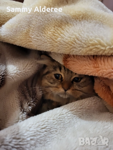 Британски късокосмести Британски късокосмести, снимка 7 - Британска късокосместа - 52921717