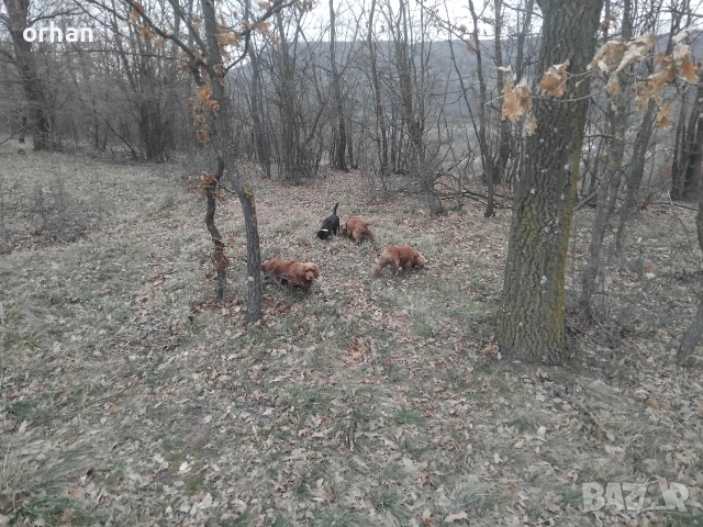 6 бр работещи кучета , снимка 4 - Кокер шпаньол - 53461757