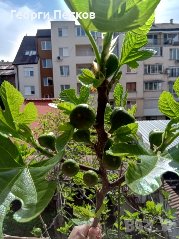 Смокини с височина 25 - 30см., снимка 4 - Градински цветя и растения - 54262046