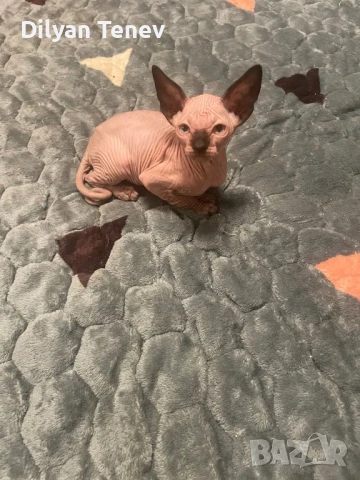 Канадски сфинкс, снимка 8 - Сфинксове - 50620392