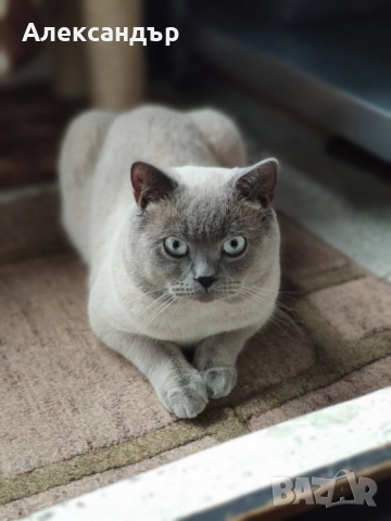 Шотландски 