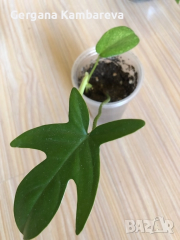 Philodendron Florida Ghost 