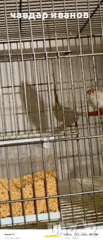 вълнисти папагали, какарики , снимка 6 - Папагали - 52411146