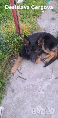 куче за разплод, снимка 3 - Немска овчарка - 54269602