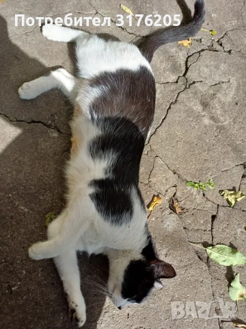 Търси дом - нежна домашна котка, снимка 4 - Други - 47355560