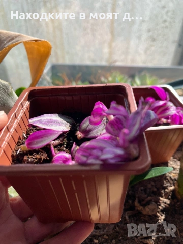 Традесканция, снимка 3 - Стайни растения - 53808228