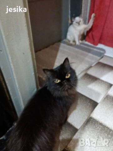 персийки на 4месеца с хигиенни навици 