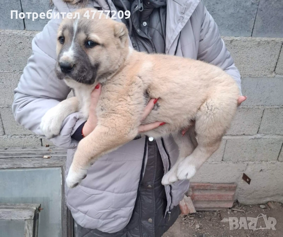 САО-АЛАБАЙ , снимка 4 - Други - 53970670