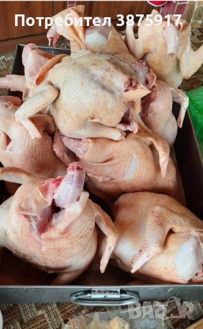 продавам бройлерни кокошки за клане тежат около 4кг , снимка 3 - Кокошки и пуйки - 51939917