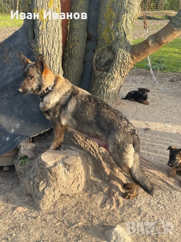 Немска Овчарка Сивак