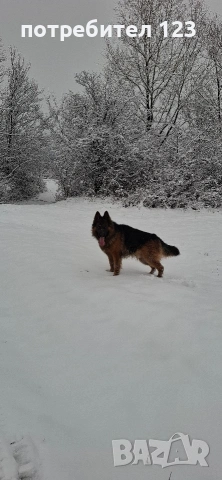 Мъжка дългокосместа немска овчарка за разплод., снимка 5 - Немска овчарка - 49048510