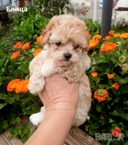 Малтипу момиче и момче