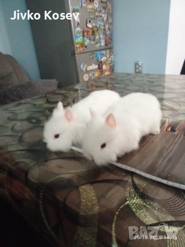 декоративни зайчета