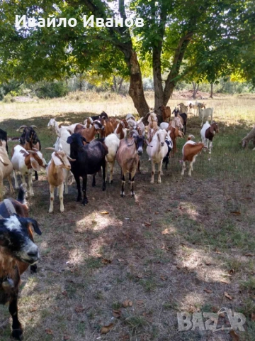 Продавам кози 10 броя, снимка 5 - Кози - 52027670