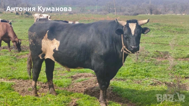 Бик черно шарен ....