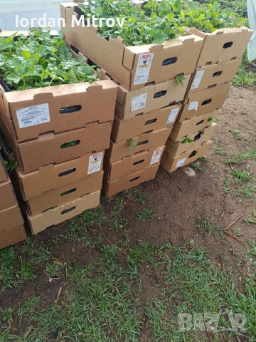 Ягоди и малини, снимка 6 - Разсади - 52070916