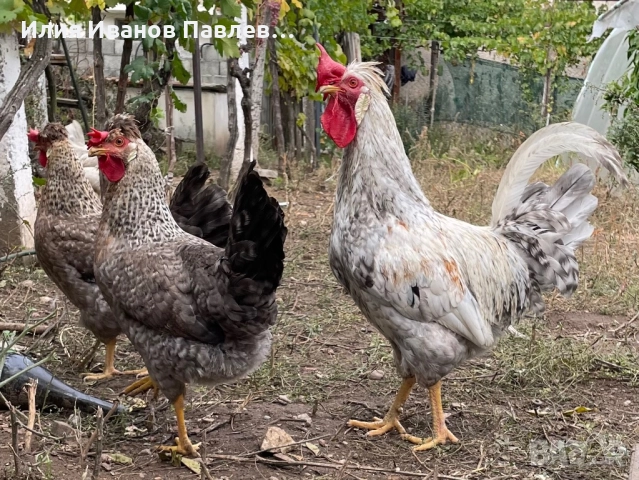 Яйца за люпене крем легбар и др., снимка 9 - други­ - 49709163