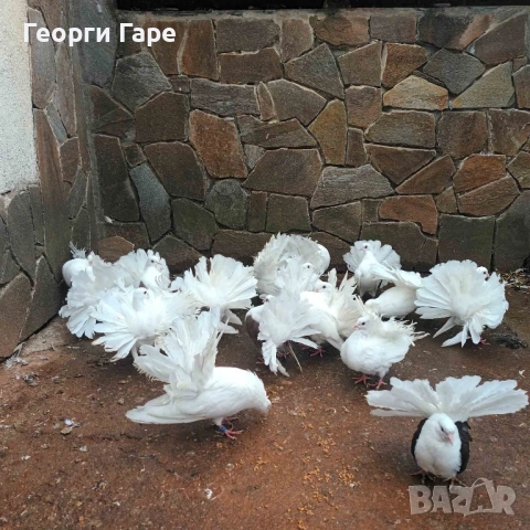 Продавам фенерлии, снимка 4 - Гълъби - 52187577