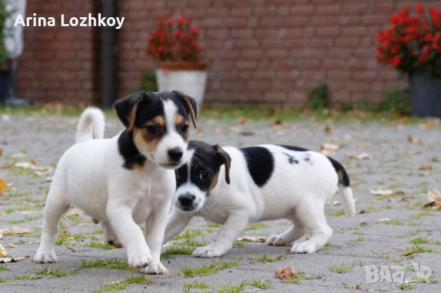 Предлагат се красиви трицветни миниатюрни Джак Ръсел териери.