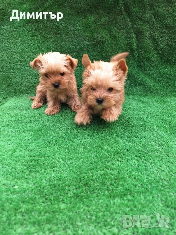 Йоркширски териер, снимка 4 - Йоркширски териер - 52534609