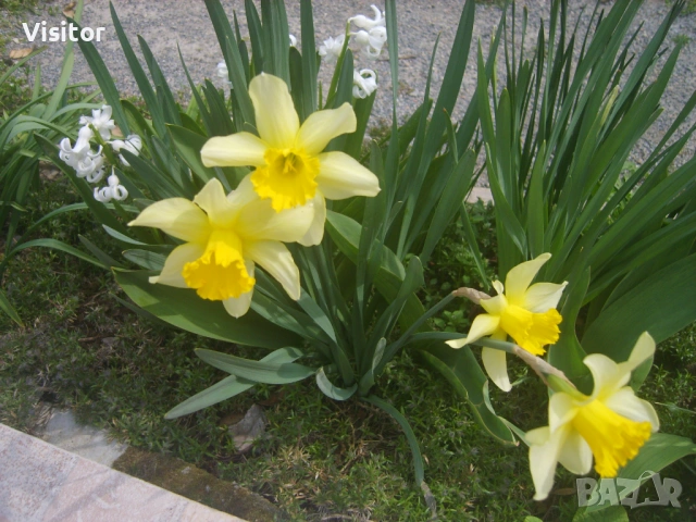 Samsung S830  8 MPx, снимка 11 - Фотоапарати - 54012538