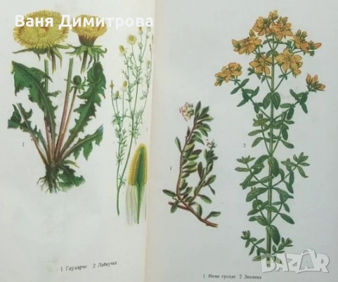 Приятелите на хората билките, снимка 3 - Енциклопедии, справочници - 51078845